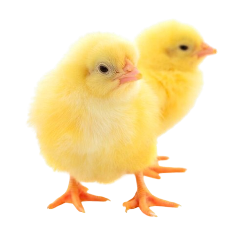 Poussin